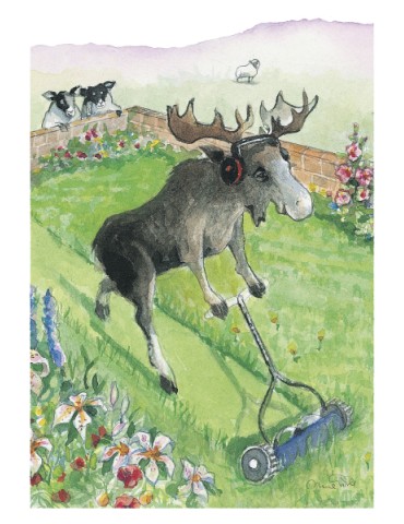 Animo Moose, Postcard